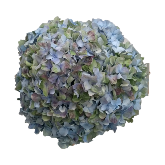 Hortensia bleu, tête